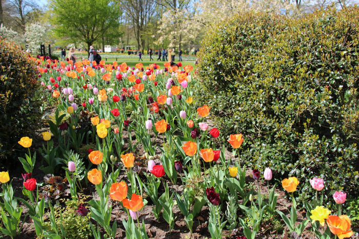 IMG_0241 - Keukenhof 2014