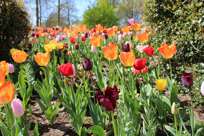 IMG_0242 - Keukenhof 2014