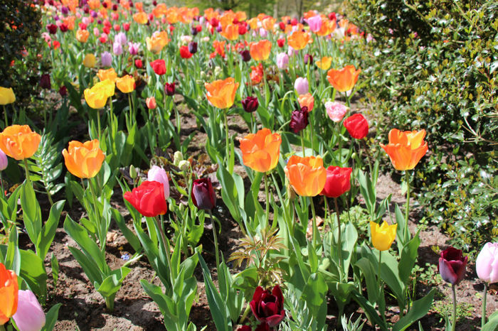 IMG_0243 - Keukenhof 2014