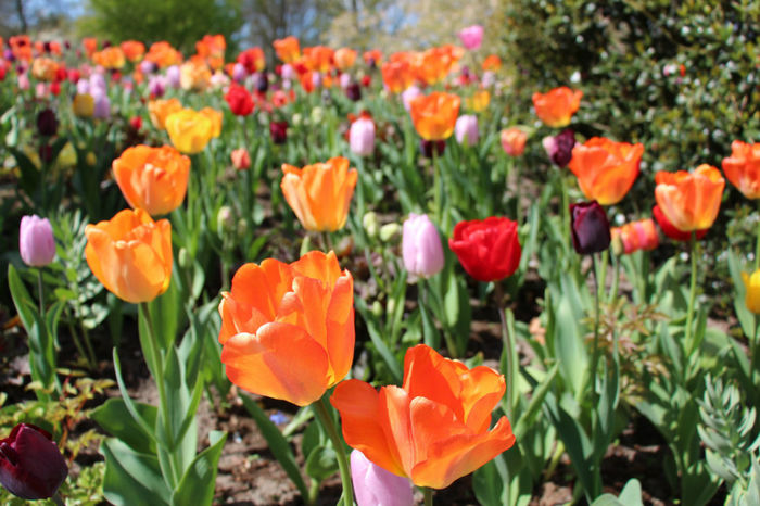 IMG_0244 - Keukenhof 2014