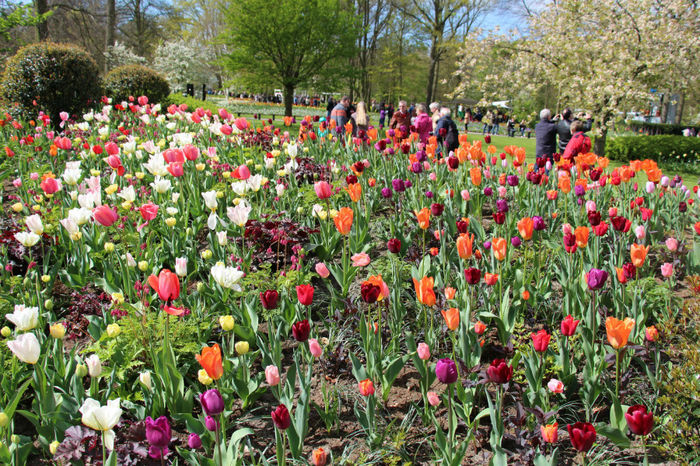 IMG_0245 - Keukenhof 2014