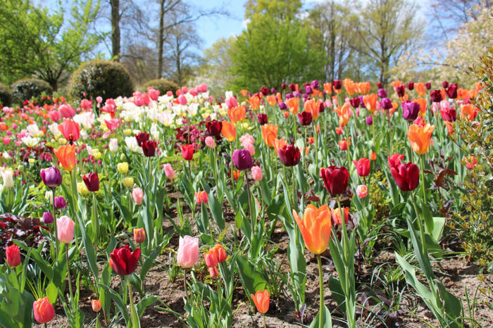 IMG_0246 - Keukenhof 2014