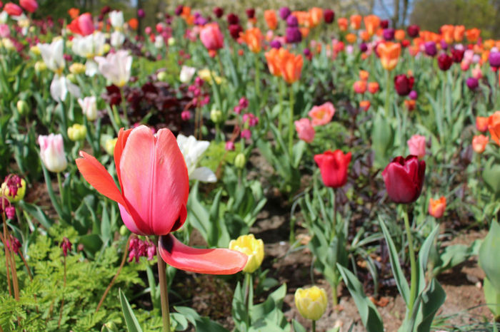 IMG_0247 - Keukenhof 2014
