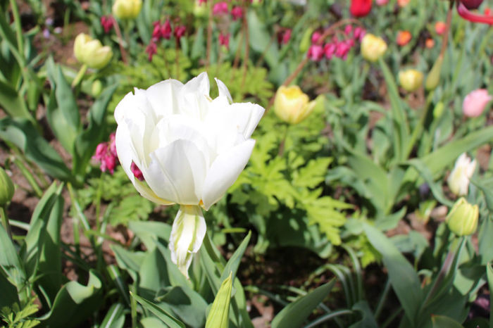 IMG_0248 - Keukenhof 2014