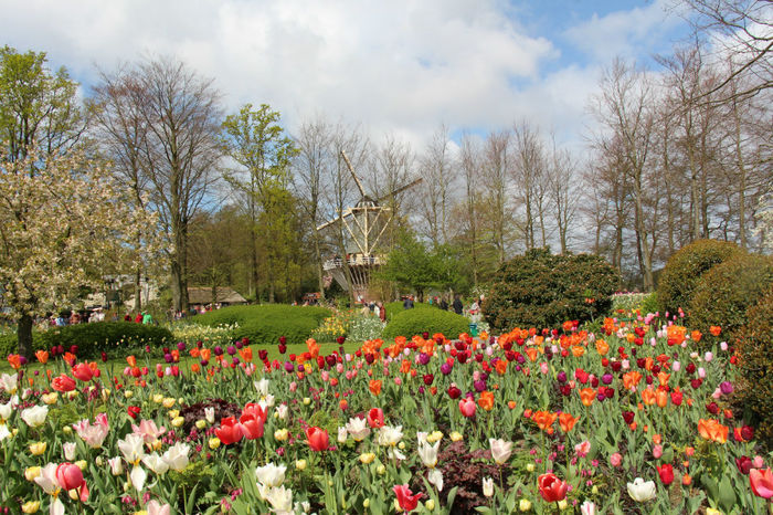 IMG_0249 - Keukenhof 2014