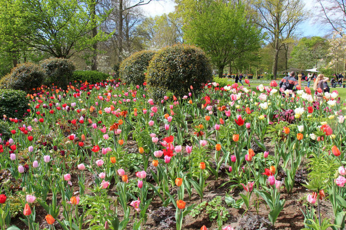 IMG_0250 - Keukenhof 2014