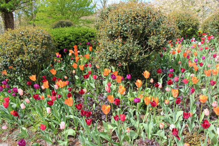 IMG_0251 - Keukenhof 2014