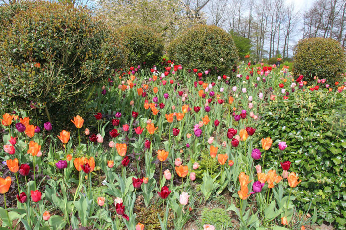 IMG_0252 - Keukenhof 2014