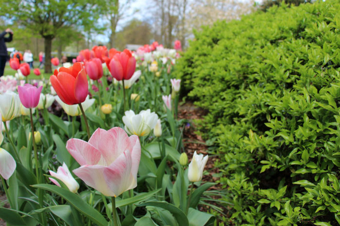 IMG_0253 - Keukenhof 2014