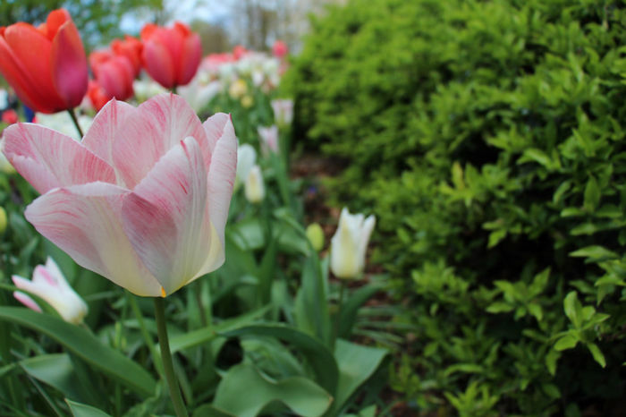 IMG_0254 - Keukenhof 2014