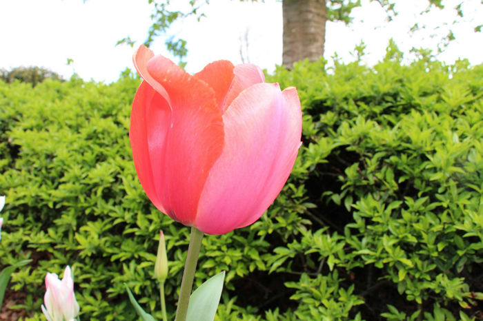 IMG_0255 - Keukenhof 2014