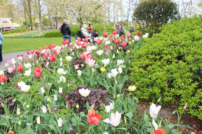IMG_0256 - Keukenhof 2014