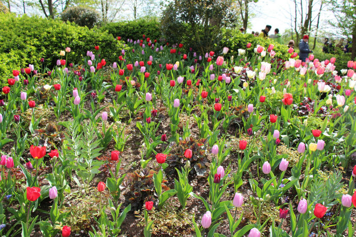 IMG_0257 - Keukenhof 2014