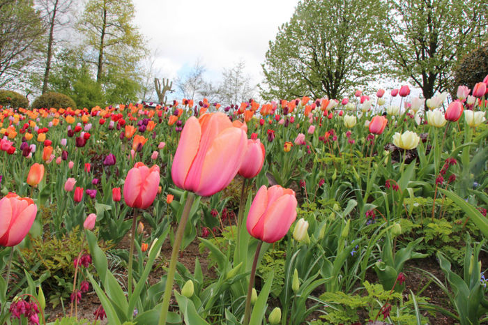 IMG_0258 - Keukenhof 2014