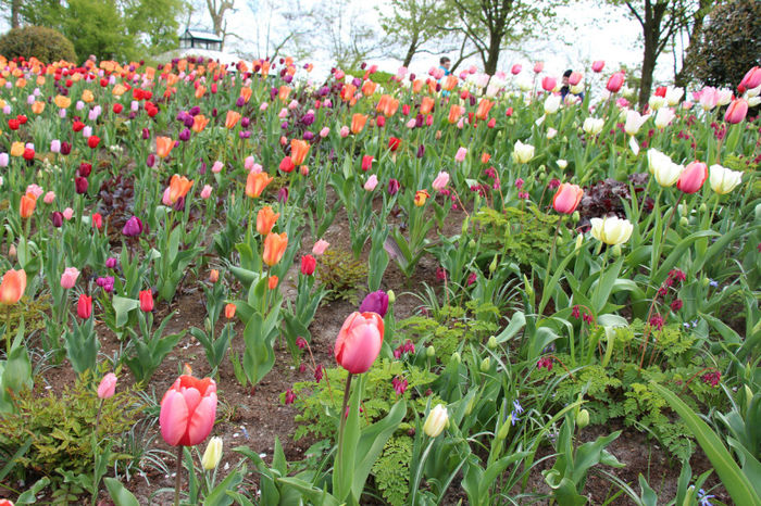 IMG_0259 - Keukenhof 2014