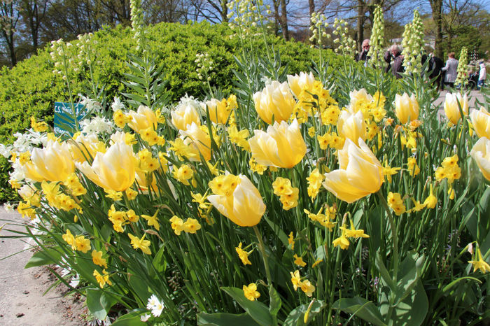 IMG_0261 - Keukenhof 2014