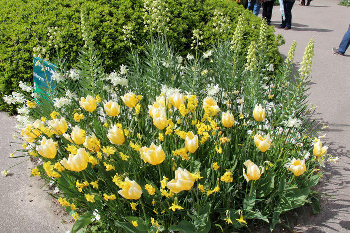 IMG_0262 - Keukenhof 2014