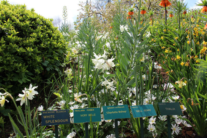 IMG_0263 - Keukenhof 2014