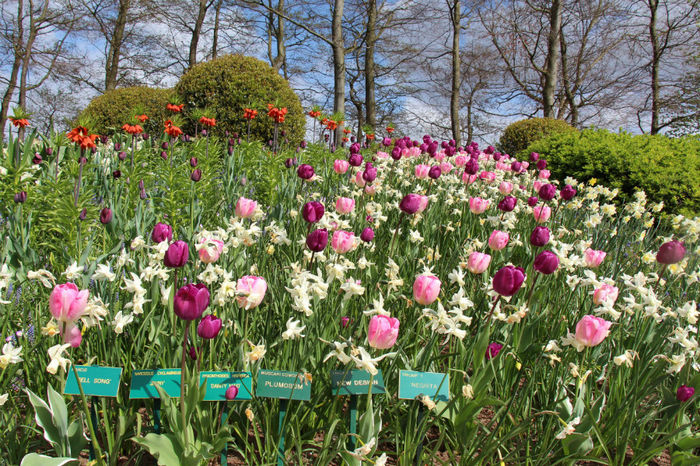 IMG_0265 - Keukenhof 2014