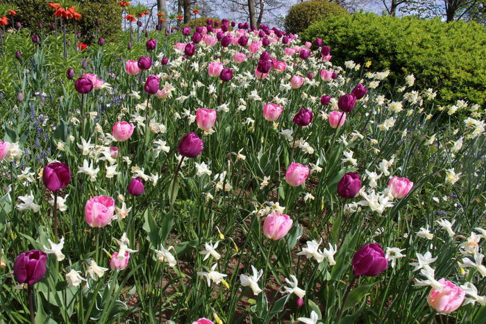 IMG_0267 - Keukenhof 2014