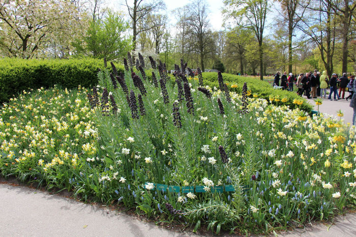 IMG_0268 - Keukenhof 2014