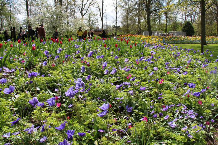 IMG_0270 - Keukenhof 2014