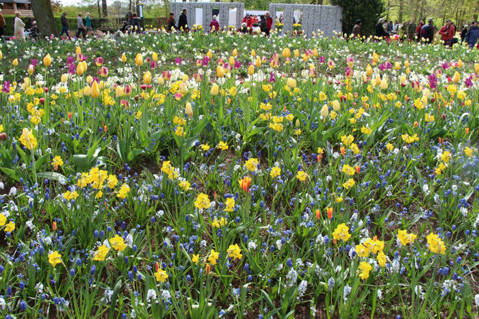 IMG_0274 - Keukenhof 2014