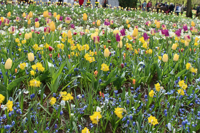 IMG_0275 - Keukenhof 2014