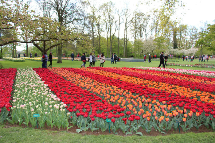 IMG_0277 - Keukenhof 2014