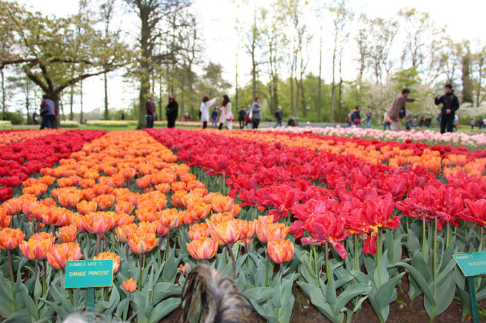 IMG_0278 - Keukenhof 2014