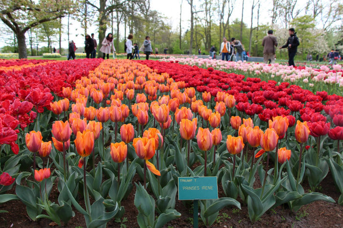 IMG_0279 - Keukenhof 2014