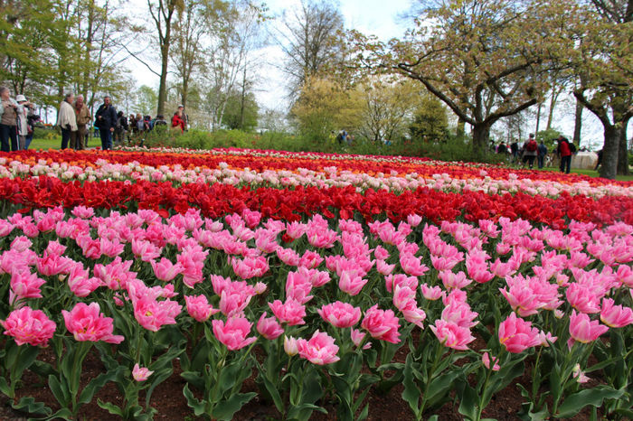 IMG_0280 - Keukenhof 2014