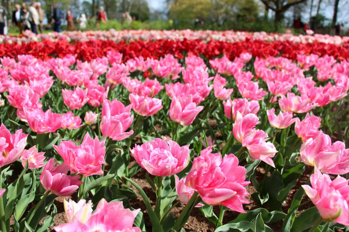 IMG_0281 - Keukenhof 2014