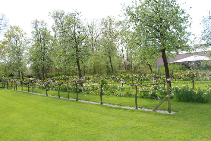 IMG_0283 - Keukenhof 2014
