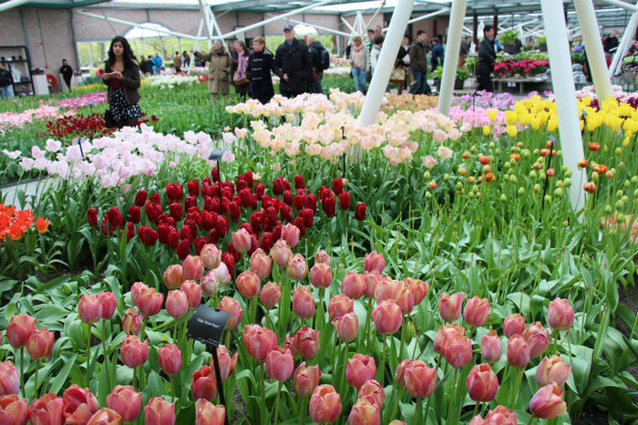 IMG_0288 - Keukenhof 2014