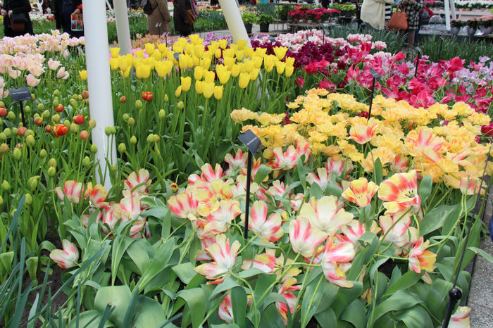 IMG_0289 - Keukenhof 2014