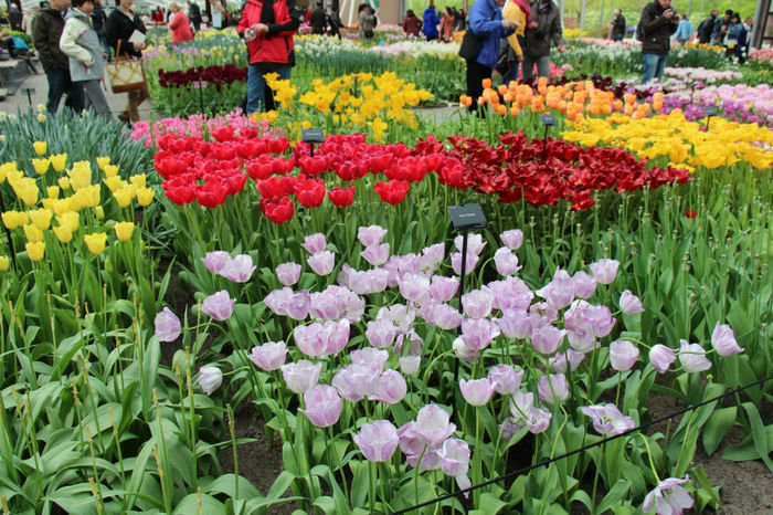 IMG_0290 - Keukenhof 2014