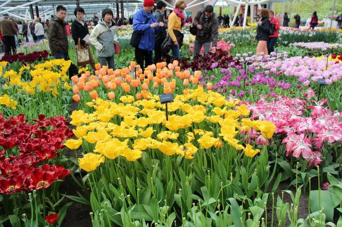 IMG_0291 - Keukenhof 2014