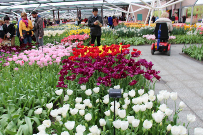 IMG_0292 - Keukenhof 2014