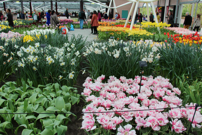 IMG_0293 - Keukenhof 2014