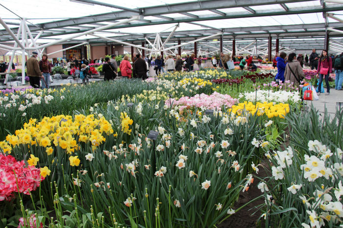 IMG_0295 - Keukenhof 2014