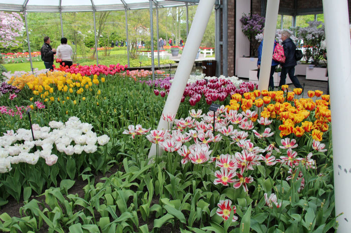 IMG_0296 - Keukenhof 2014