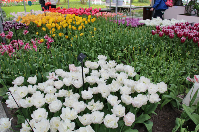 IMG_0297 - Keukenhof 2014