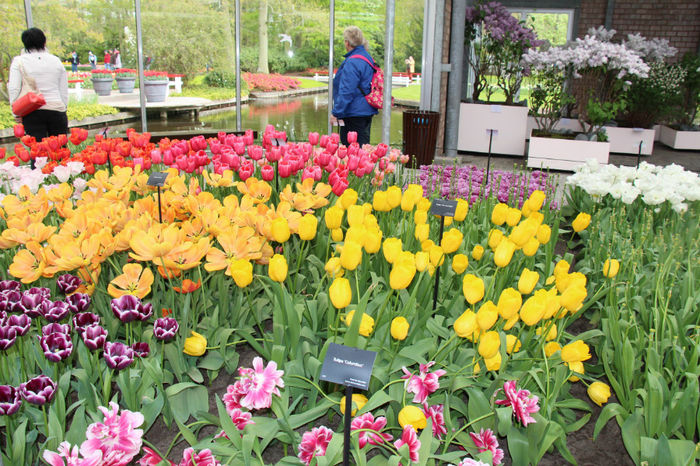 IMG_0298 - Keukenhof 2014