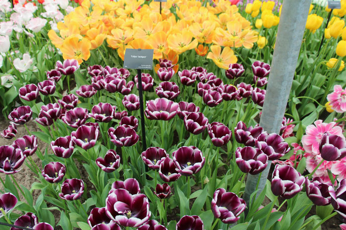 IMG_0299 - Keukenhof 2014