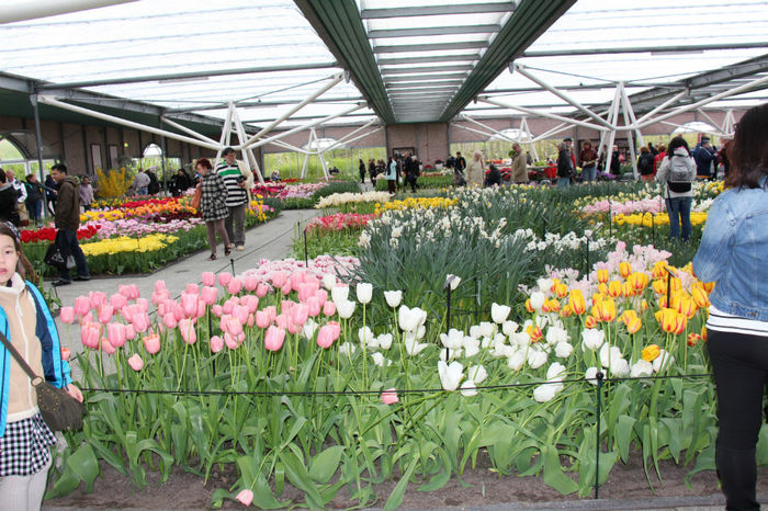 IMG_0301 - Keukenhof 2014