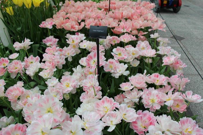 IMG_0302 - Keukenhof 2014