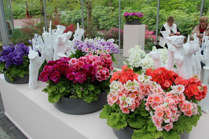 IMG_0303 - Keukenhof 2014