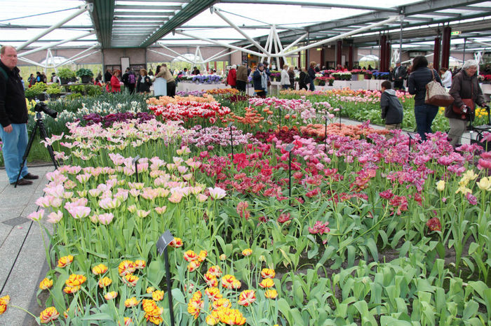 IMG_0304 - Keukenhof 2014