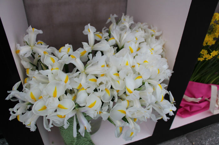 IMG_0306 - Keukenhof 2014